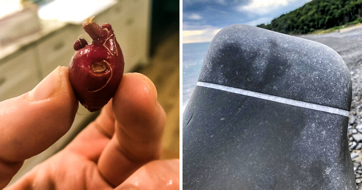 19 Incredible Things That Happened Right Before Our Eyes