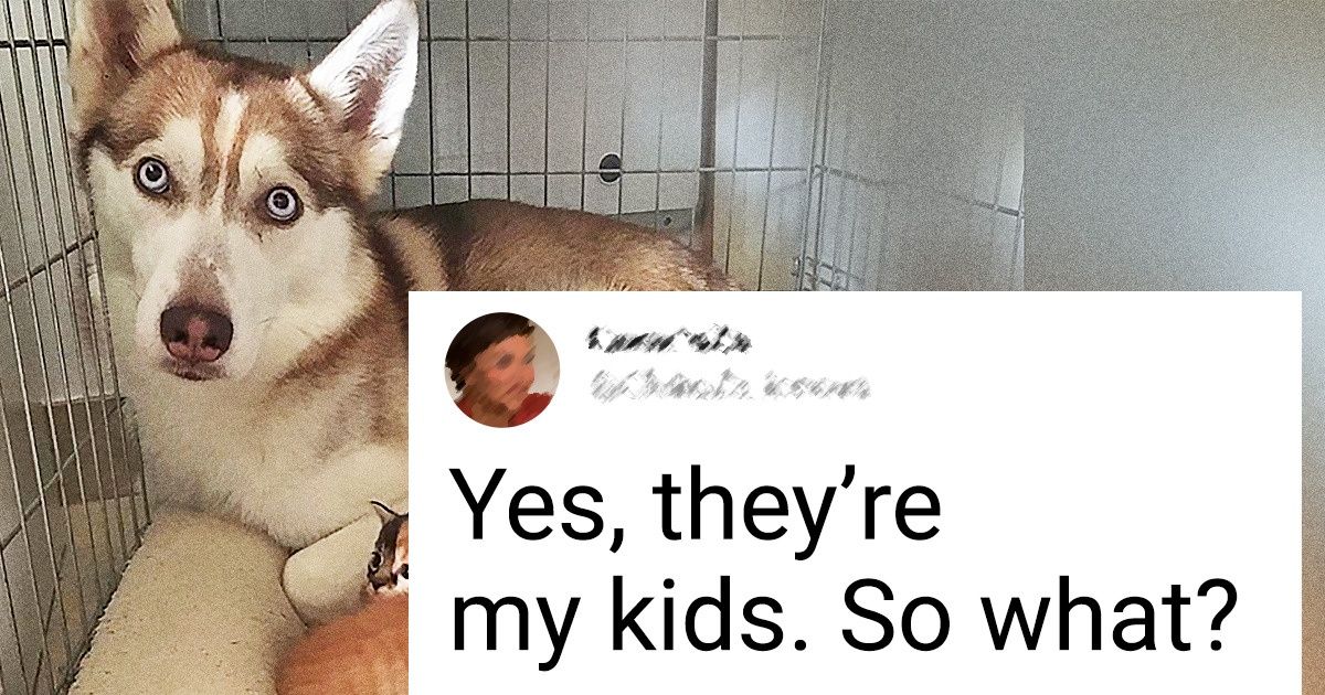 20 Dogs That Forgot They Were Dogs and They Don’t Really Care
