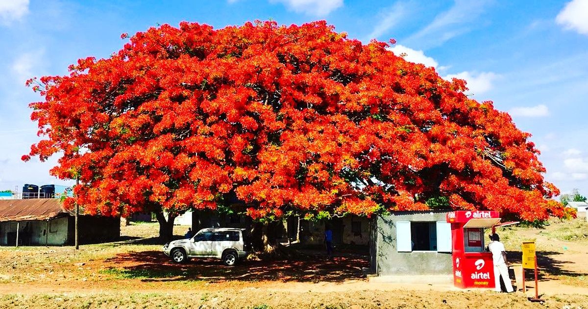 15 Fantastic Trees That Can Turn Your Garden Into a Dreamland 15 Fantastic Trees That Can Turn Your Garden Into a Dreamland
