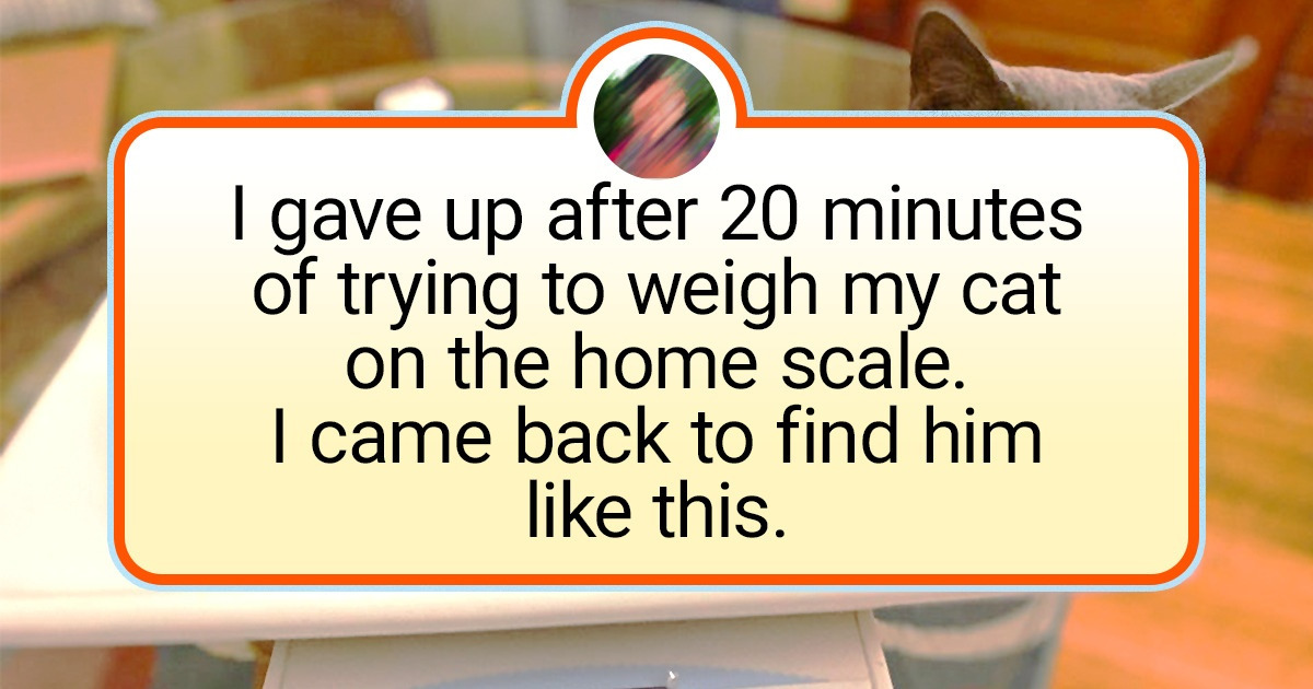 19 Photos That Prove Rules Are Made to Be Broken... by Cats