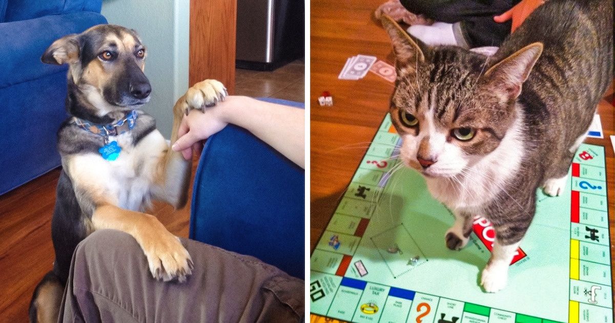 26 Pets Who’ll Grab Your Attention No Matter What