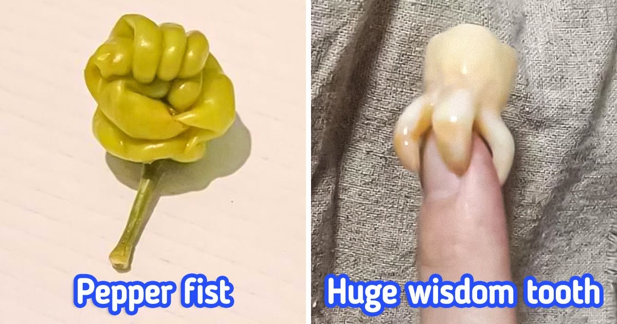 20 Times Ordinary Things Suddenly Decided to Amuse Us