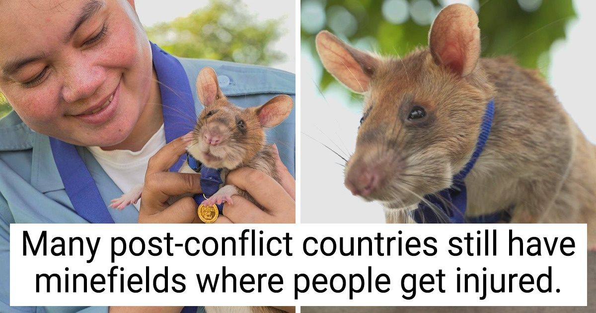 A Rat Receives a Bravery Medal for Mine-Detecting, and It Could Be a Good Disney Movie Story