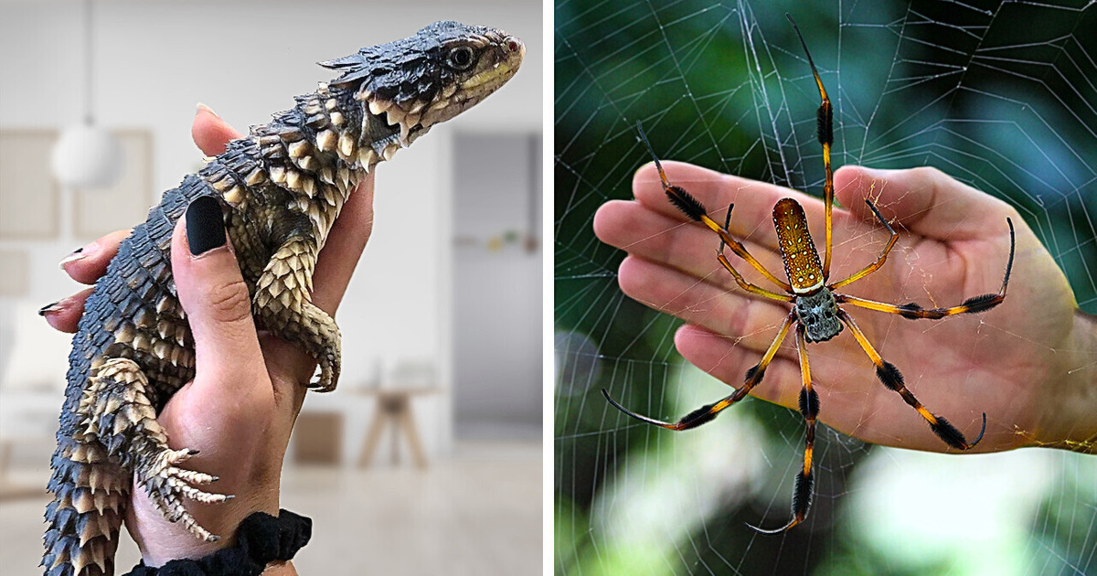 11 Craziest Pets People Actually Own