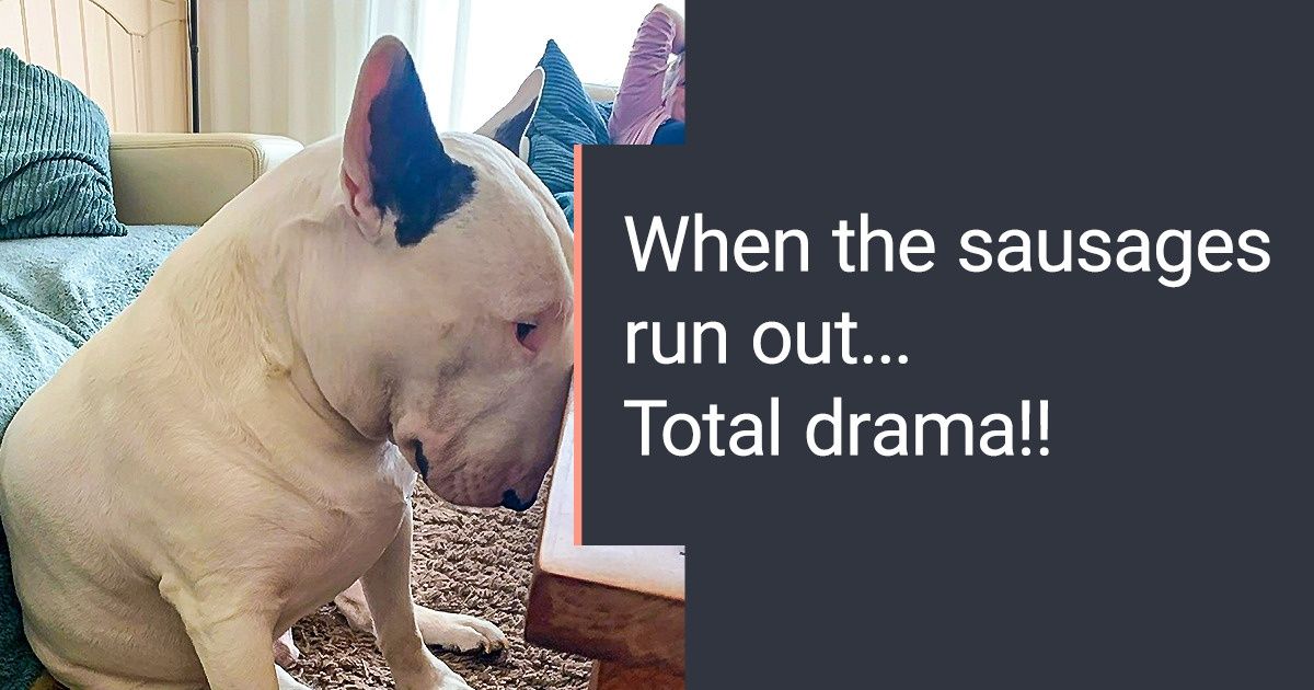 25+ Pics That Prove Bull Terriers Are Anything but Mean Bullies