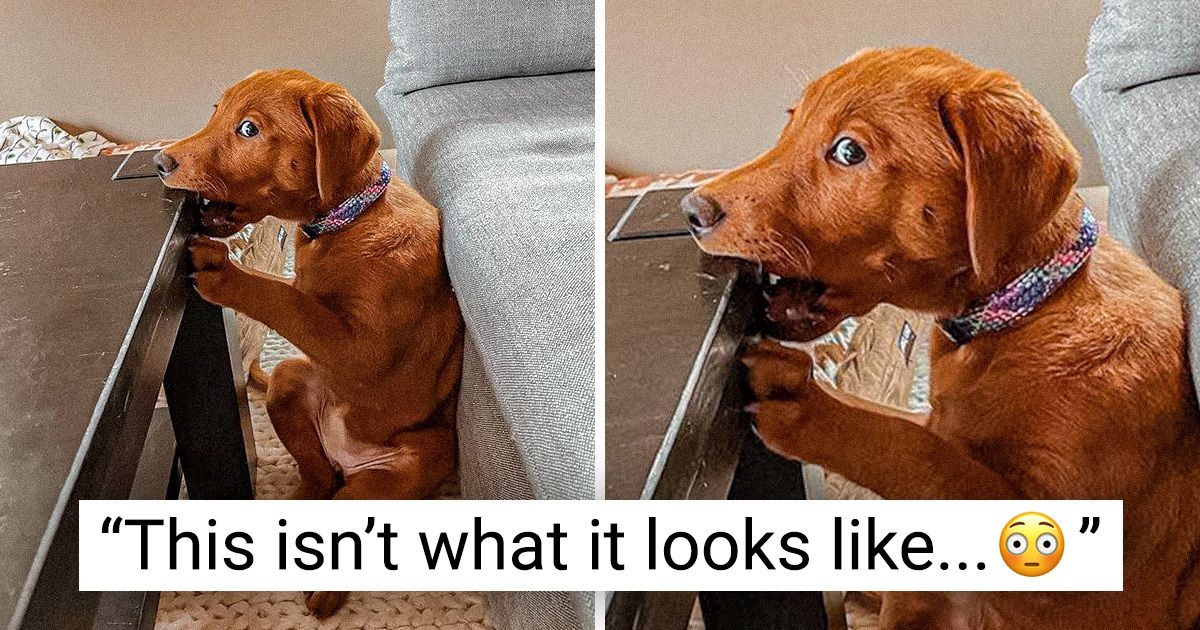 20 Pets That Messed Up, but You Can’t Stay Mad at Them for More Than a Second 20 Pets That Messed Up, but You Can’t Stay Mad at Them for More Than a Second