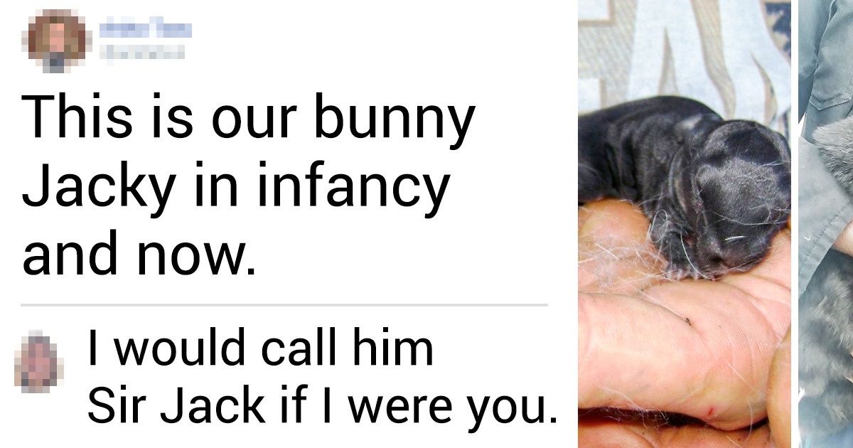 20+ Bunnies That Hide a Ton of Charm and a Few Surprises Behind Their Long Ears