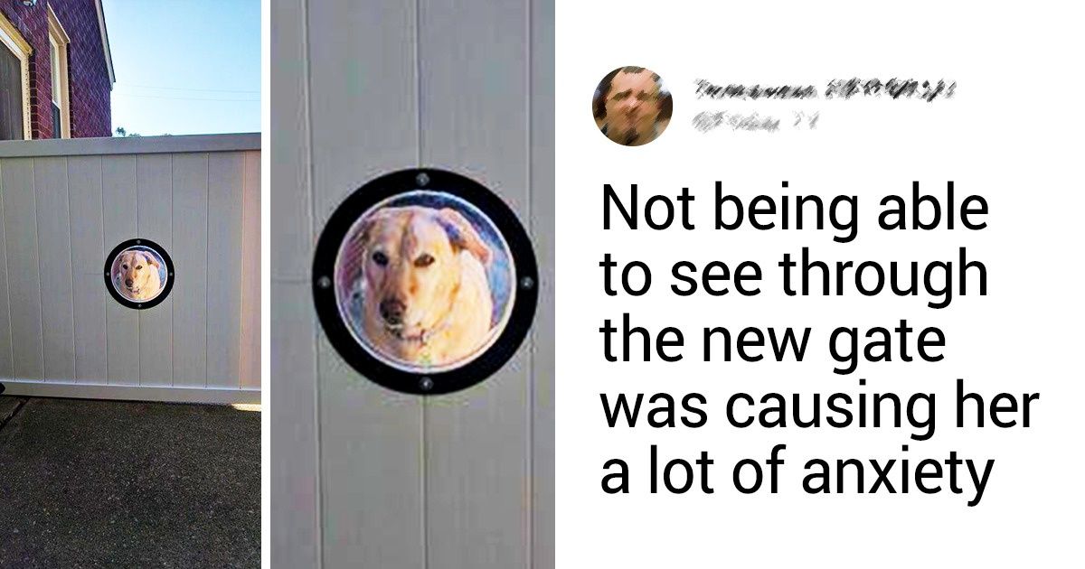 20+ Pets Whose Owners Will Do Anything for Them
