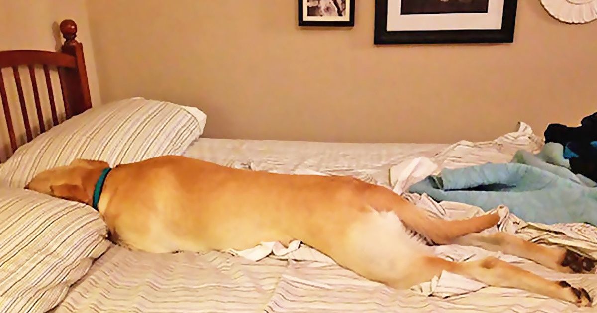 26 Animals That Are Way Too Good at Taking It Easy