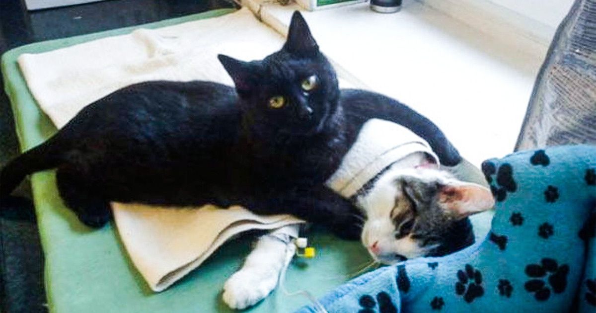 20 Moving Pictures That Can Make You Overflow With Emotion — Each of Them Is Truly Heartwarming