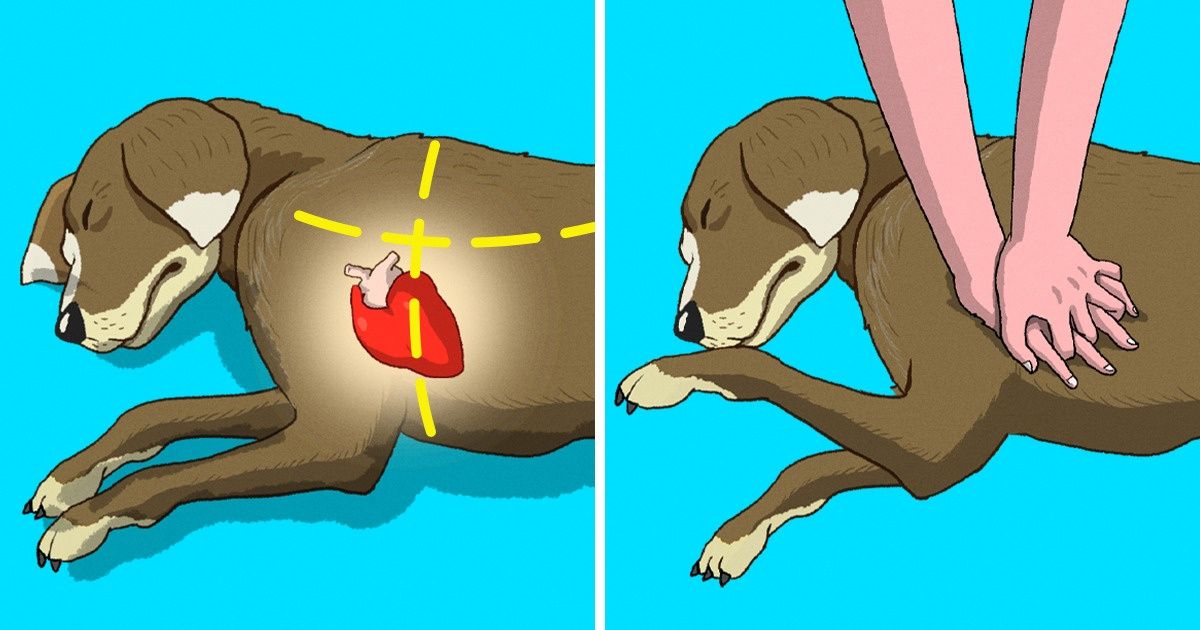 how-to-rescue-a-dog-in-6-steps-bright-side