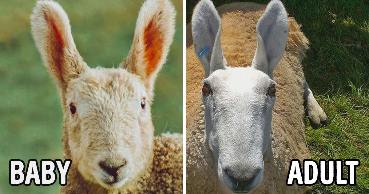 “They Aren’t Sheep, They’re Very Large Rabbits!” This Tweet Shook the Internet, and We Can’t Unsee It Either (20 Pics)