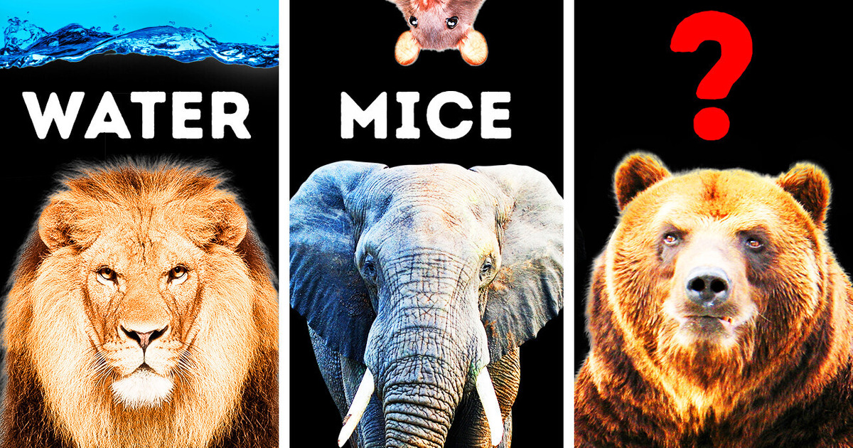 4 Animals That Are Afraid of Unexpected Things 4 Animals That Are Afraid of Unexpected Things