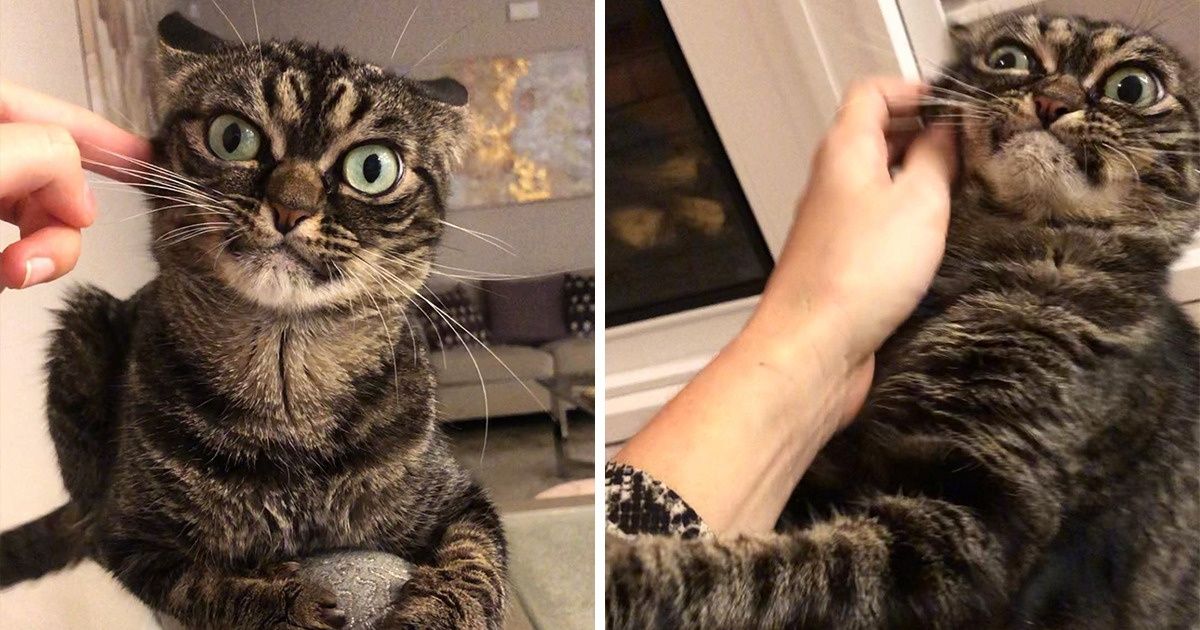 14 Cats Who Don’t Have to Look Purrfect to Win Our Hearts