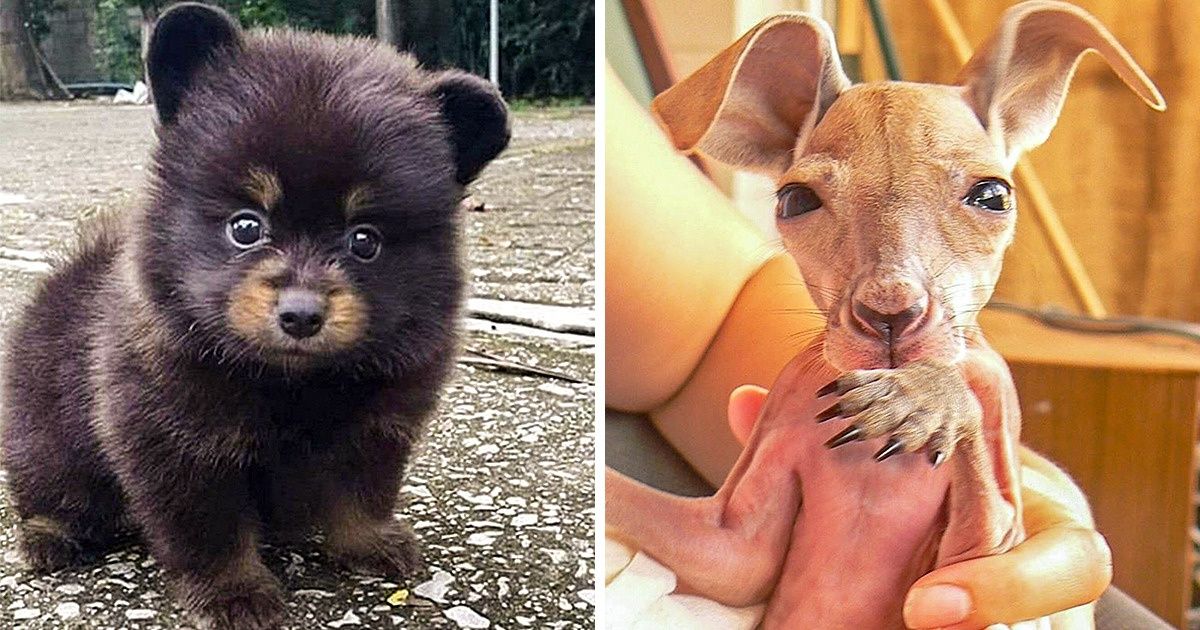 15 Animals That Made Us Ask, “What on Earth Are You?”