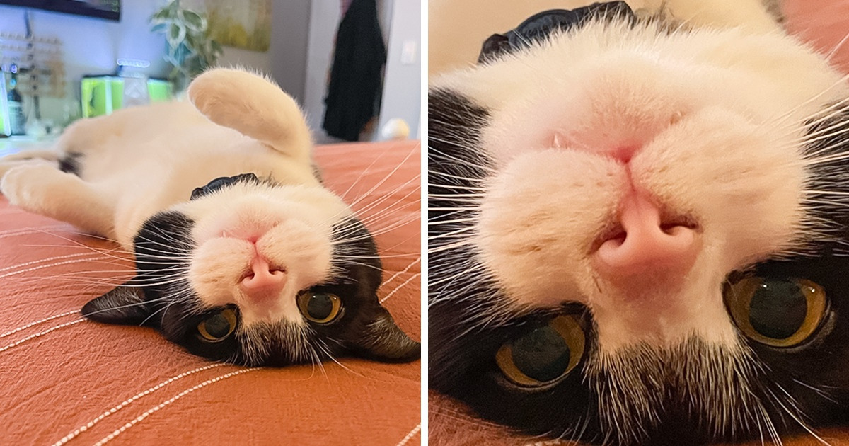 15+ Pets Who Were Given the Ability to Brighten Up Your Day 15+ Pets Who Were Given the Ability to Brighten Up Your Day