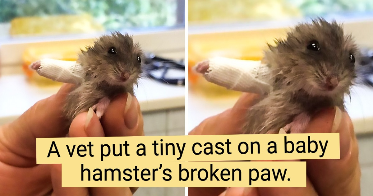 20+ People Who Really Love Their Job and Are the Best at Doing It