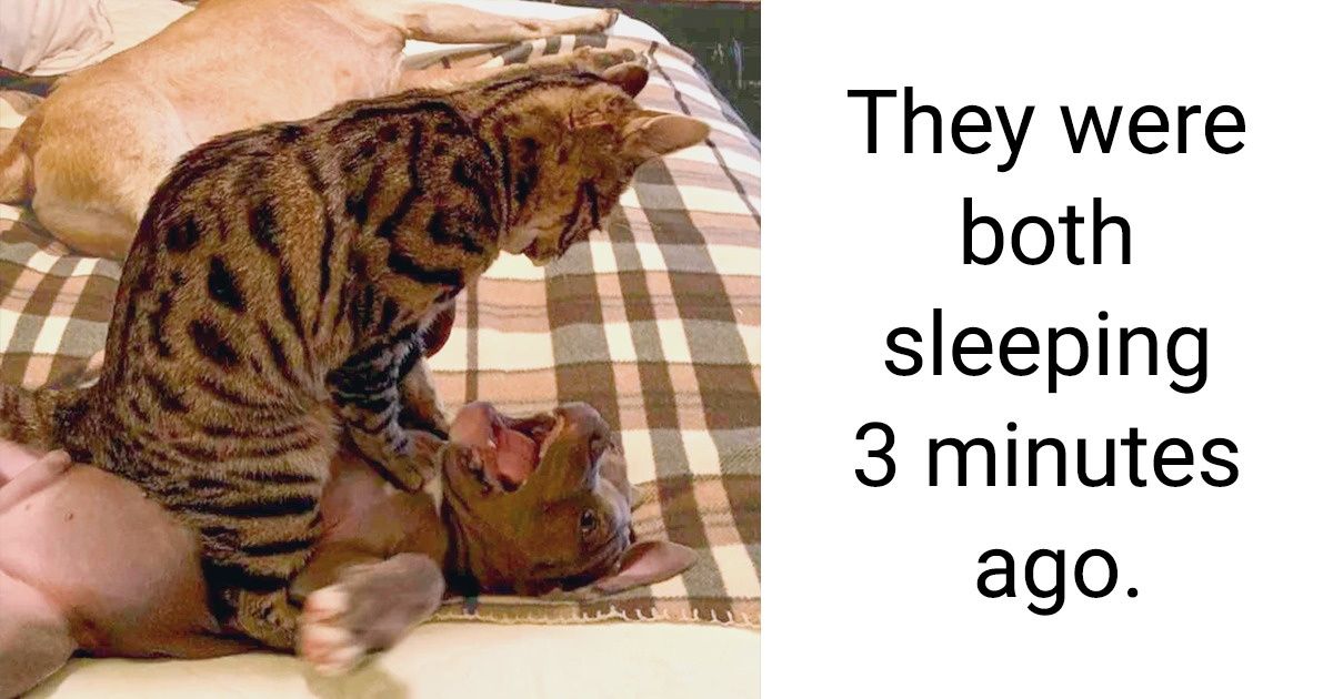 20 Animals Who Are the Very Epitome of Sass