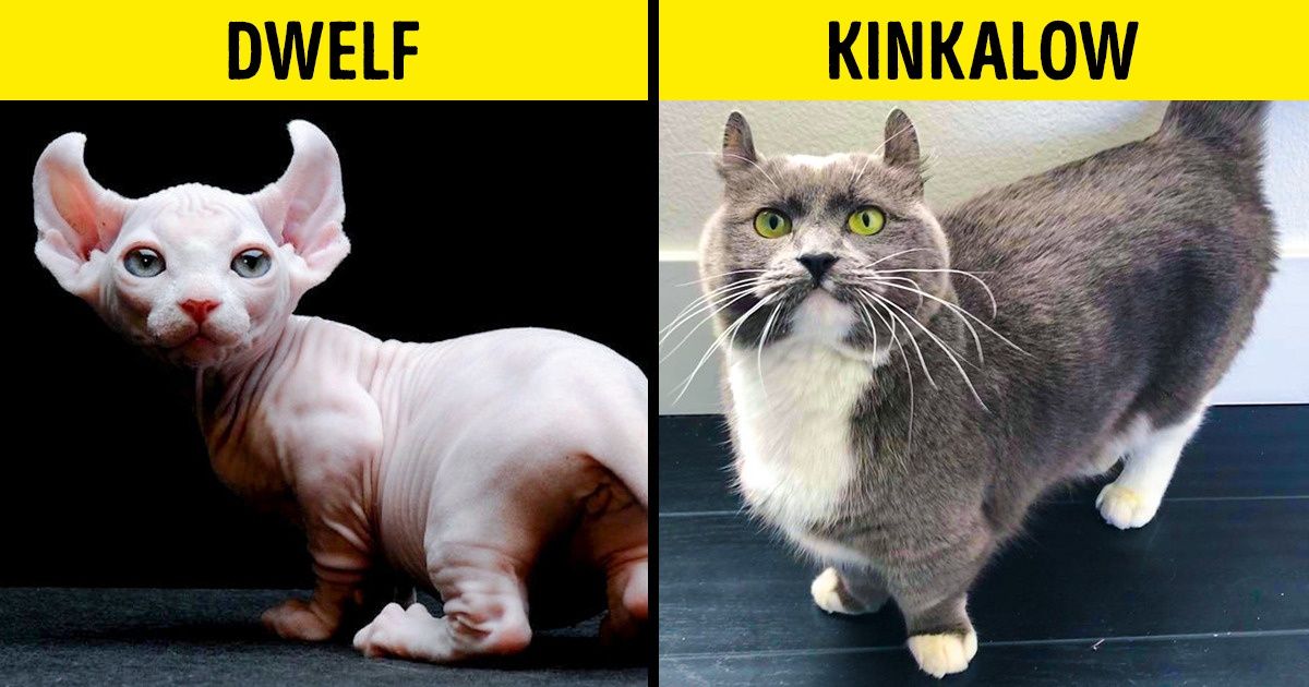 16 Rare House Cat Breeds We Didn T Know Existed