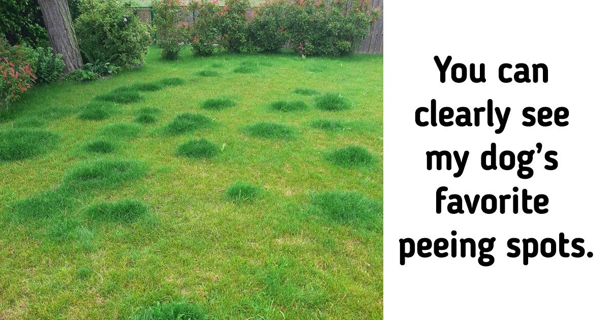 22 Pics Proving That Pets Leave a Special Mark on Our Lives