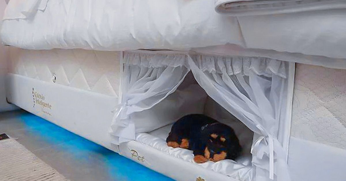 13 Awesome Items to Pamper Your Pet With