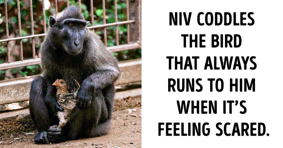 15+ Unusual Animal Friendships That Will Pierce You Right in the Soul