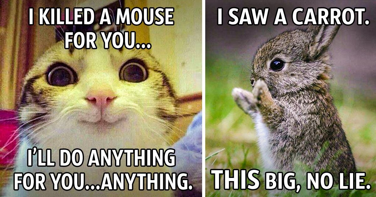 19 Emotional Animals That Are So Adorable They Deserve to Win an Oscar