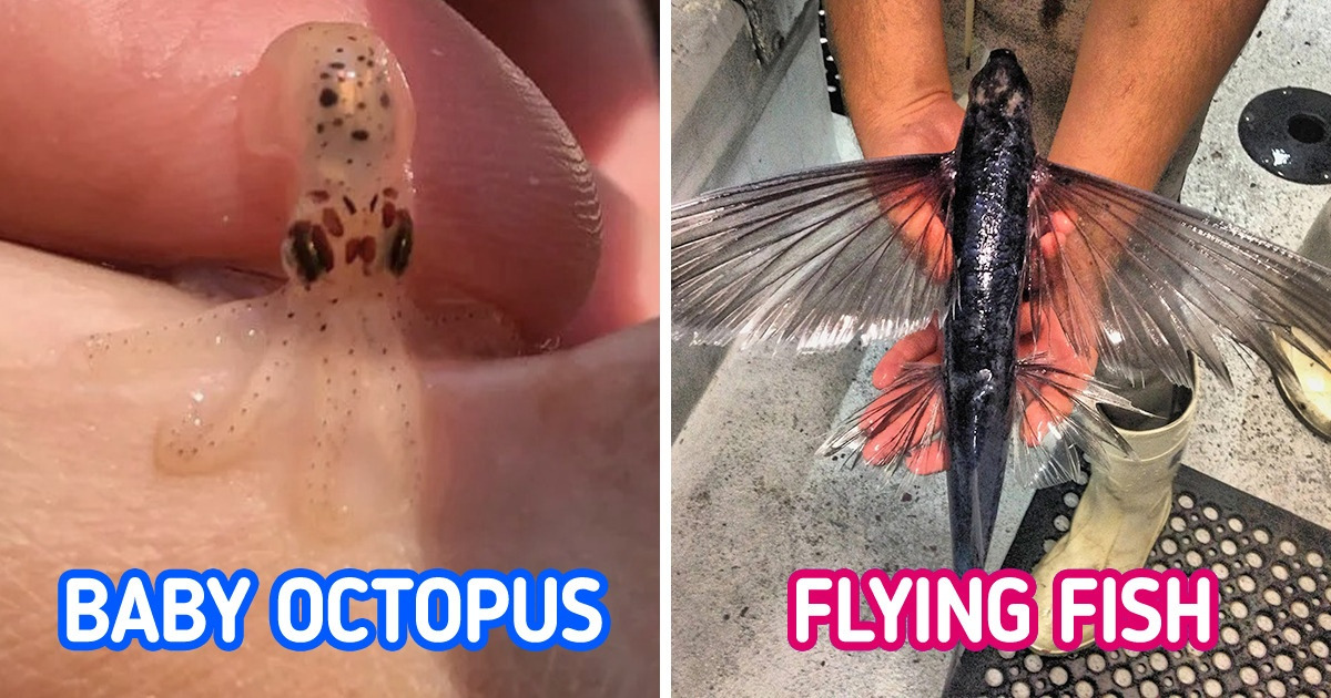 15 Lucky People Who Experienced Mother Nature’s Wonders Up Close