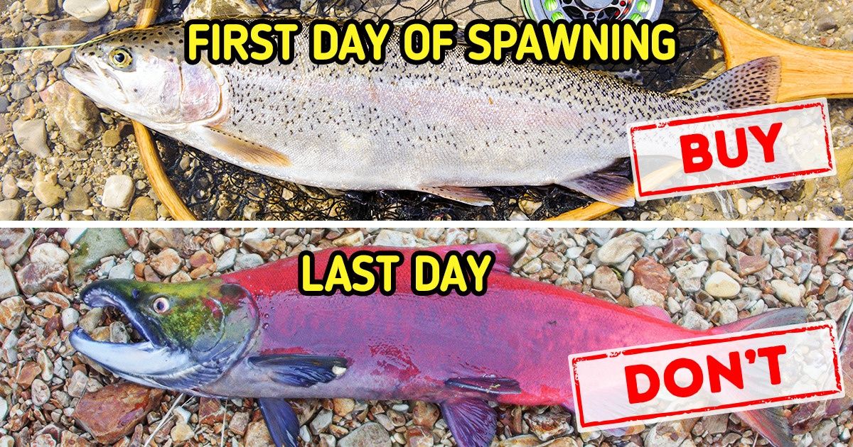 8 Signs That You’re About to Buy Fish That Might Be Dangerous to Eat
