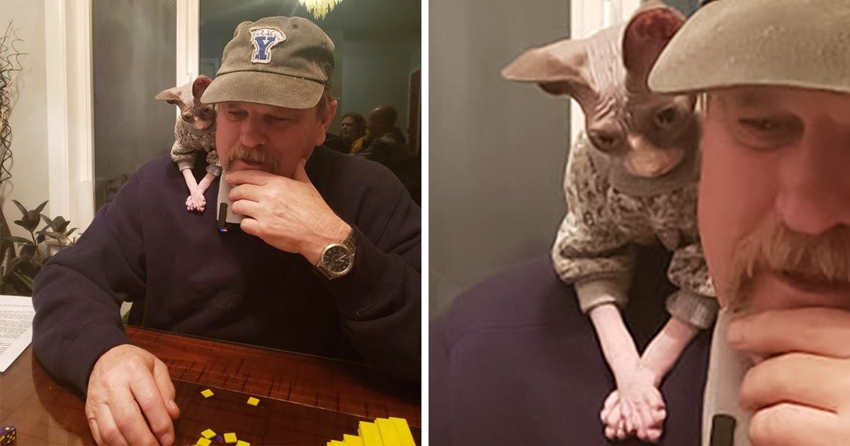 25+ Sphynx Cats Who Won Our Hearts, and We Didn’t Even Try to Resist Their Charm 25+ Sphynx Cats Who Won Our Hearts, and We Didn’t Even Try to Resist Their Charm