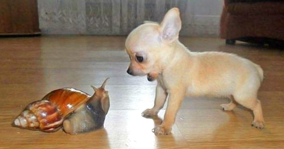 14 Animals Whose Emotions Are So Vivid, They Simply Can’t Hide Them