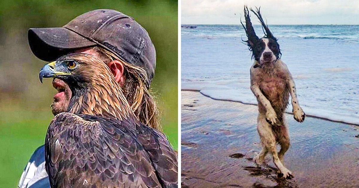 20+ Animal Photos That Were Taken at the Perfect Moment
