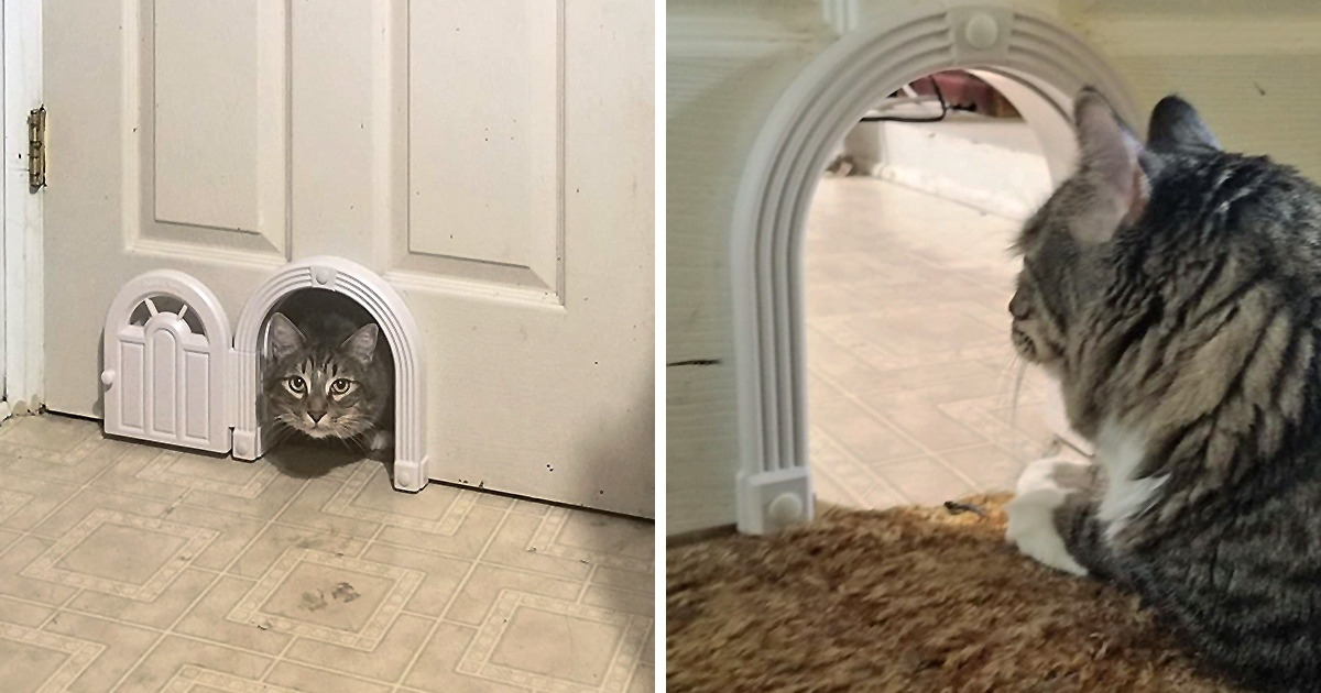 10 Interior Details From Amazon That Will Make Your Home Really Pet-Friendly