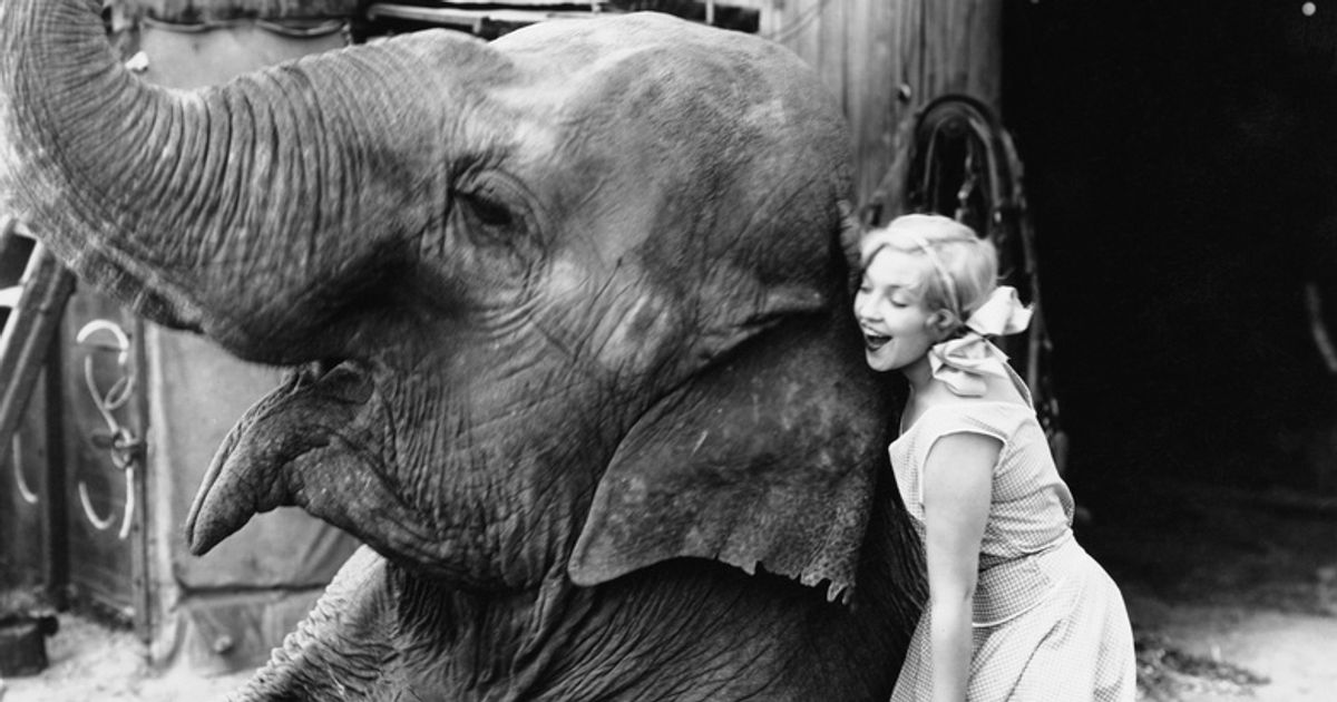 20 Retro Photos of Animals That Behave Just Like Humans