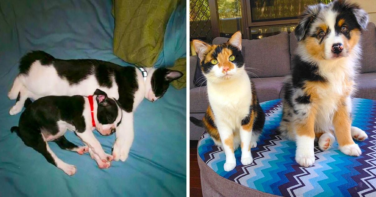 20 Animal Twins From Different Species That Made Us Go “Aww” 20 Animal Twins From Different Species That Made Us Go “Aww”