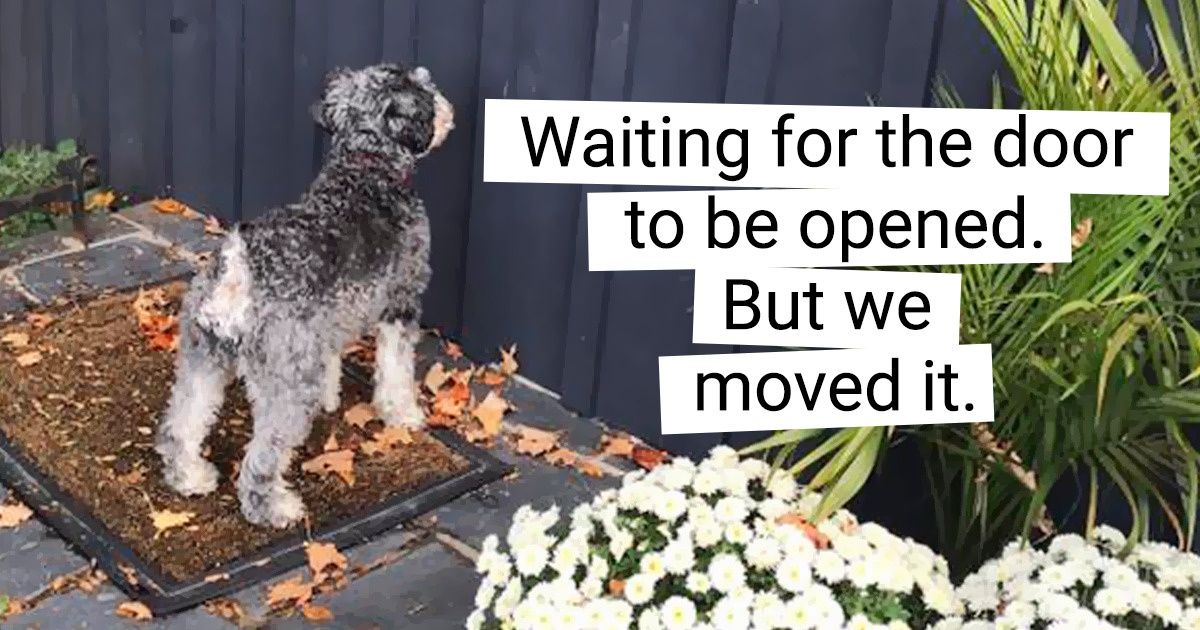 19 Pets Who Made Their Owners Burst With Laughter 19 Pets Who Made Their Owners Burst With Laughter