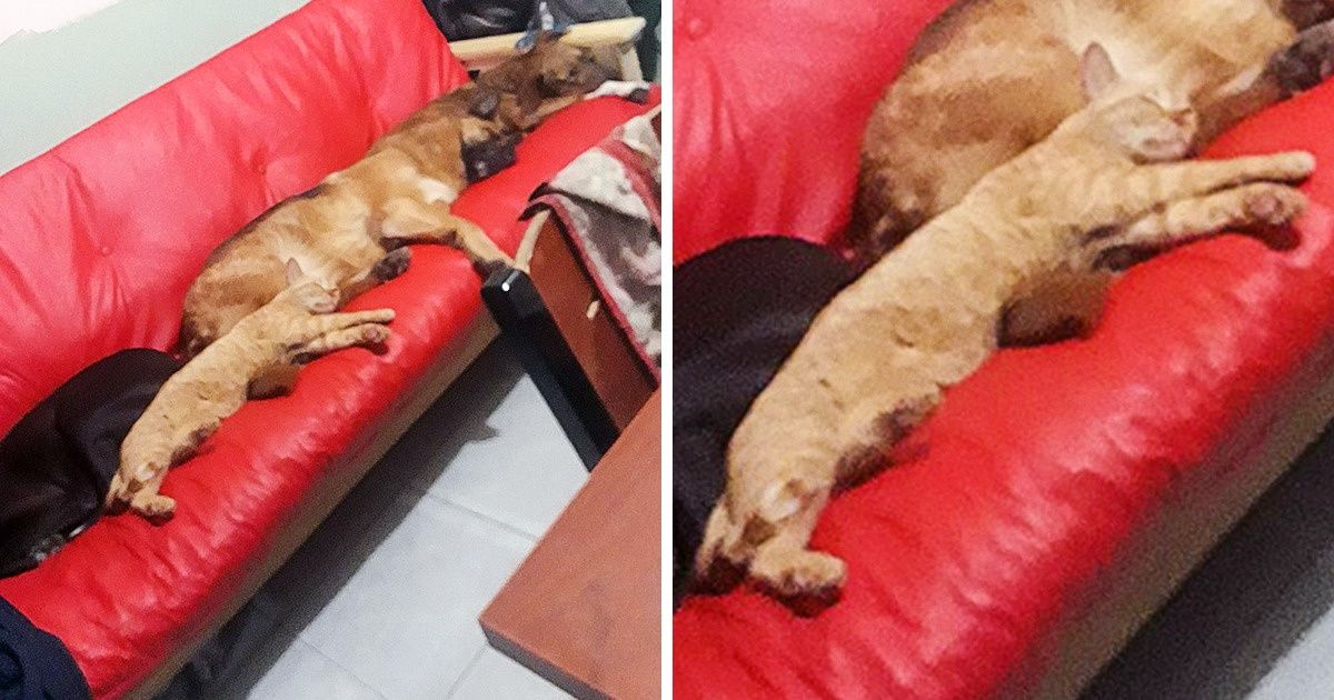 20+ Times Cats Showed Their True Rebel Souls