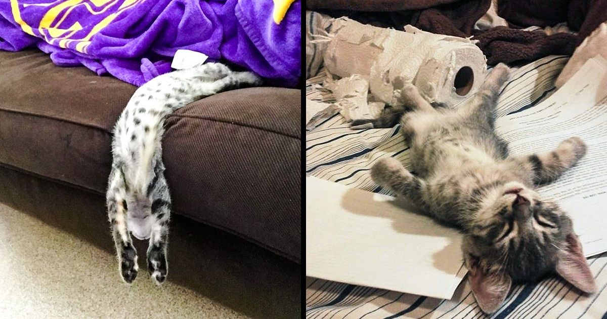 30 Photos Proving That Cats Were Sent From Heaven to Put a Smile on Your Face
