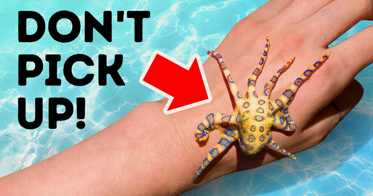 If You See This Pretty Octopus, Never Ever Touch It