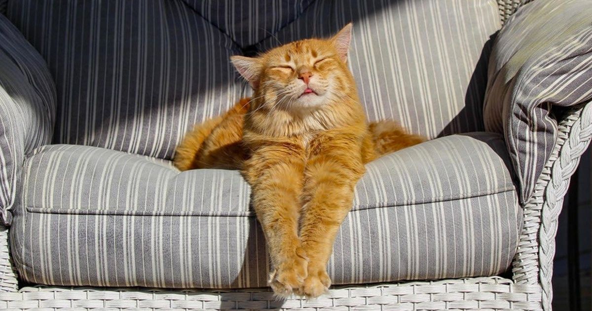 15 Cats Who Can Keep You Smiling for the Entire Day 15 Cats Who Can Keep You Smiling for the Entire Day