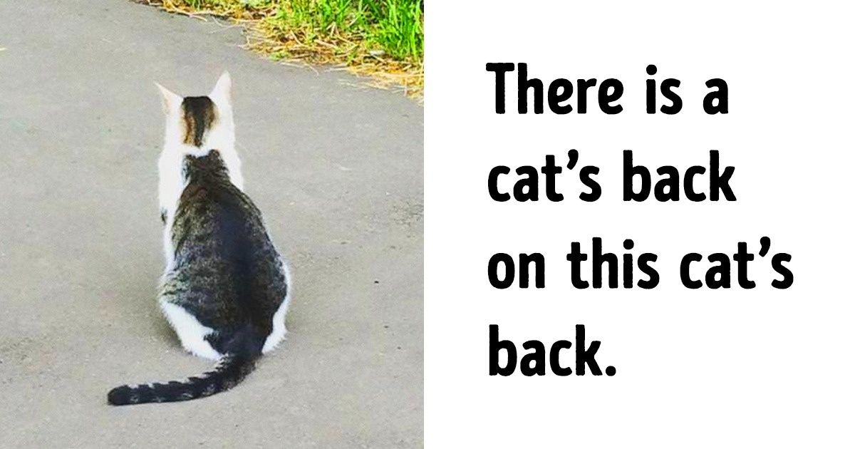 19 Photos That Prove Reality Can Pose More Questions Than Answers