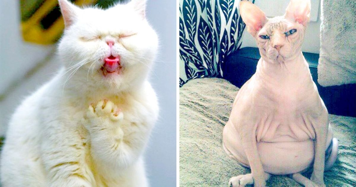 17 Animals Who Were Caught at Their Worst Moments