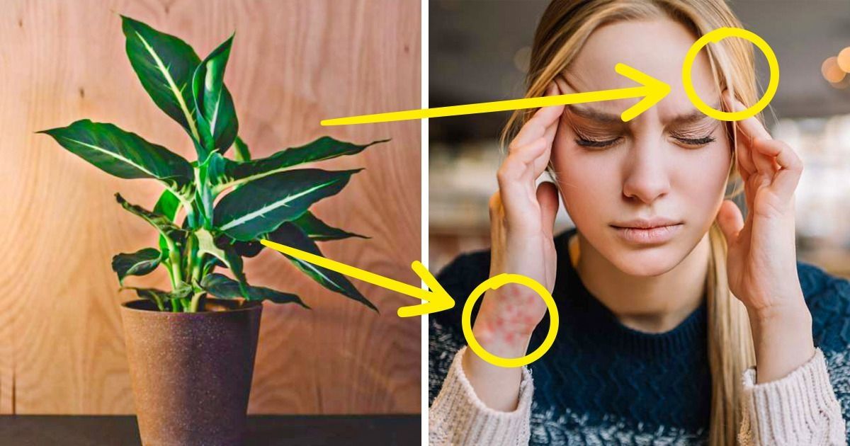 10 Houseplants That Are Slowly Poisoning Your Health