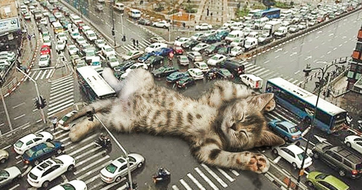 An Artist Turns Cats Into Adorable Giants That Conquer Both the World and Our Hearts