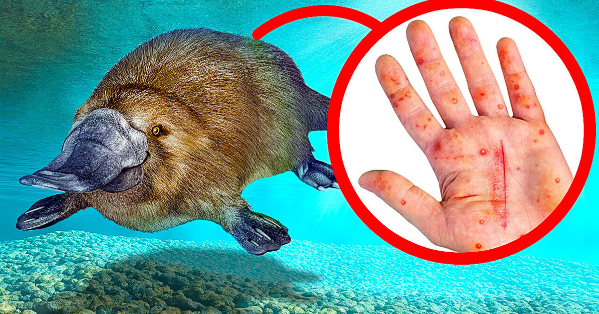 These Animals Look Adorable but Don’t Go Near Them These Animals Look Adorable but Don’t Go Near Them