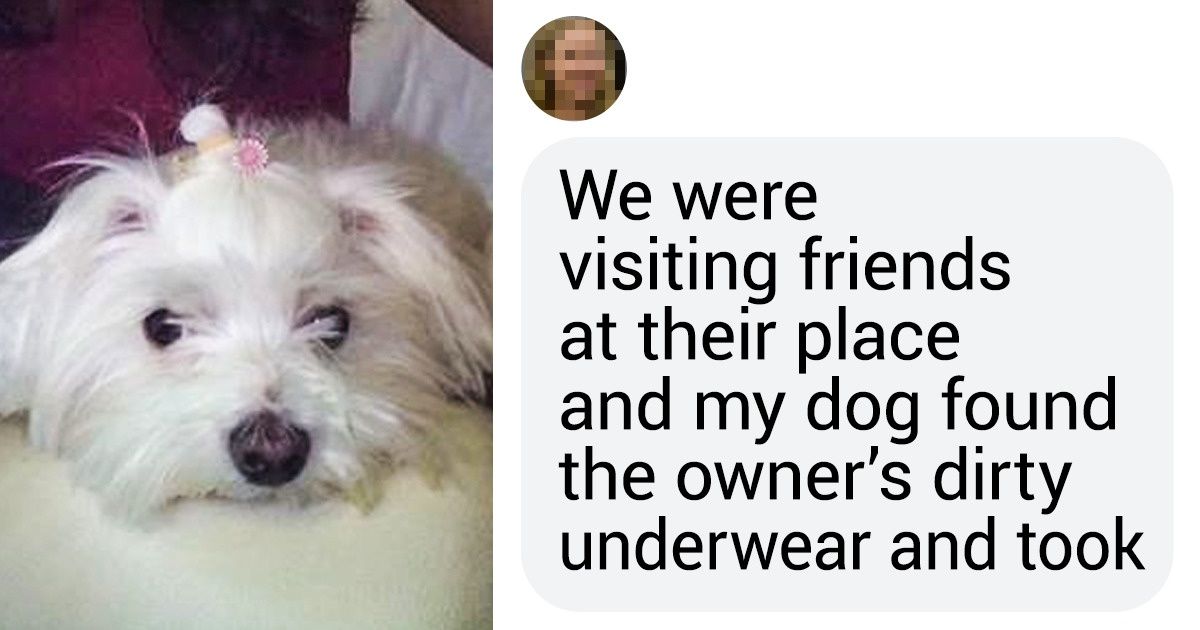 15 Bright Side Users Reveal the Funniest Pranks Their Pets Ever Pulled 15 Bright Side Users Reveal the Funniest Pranks Their Pets Ever Pulled