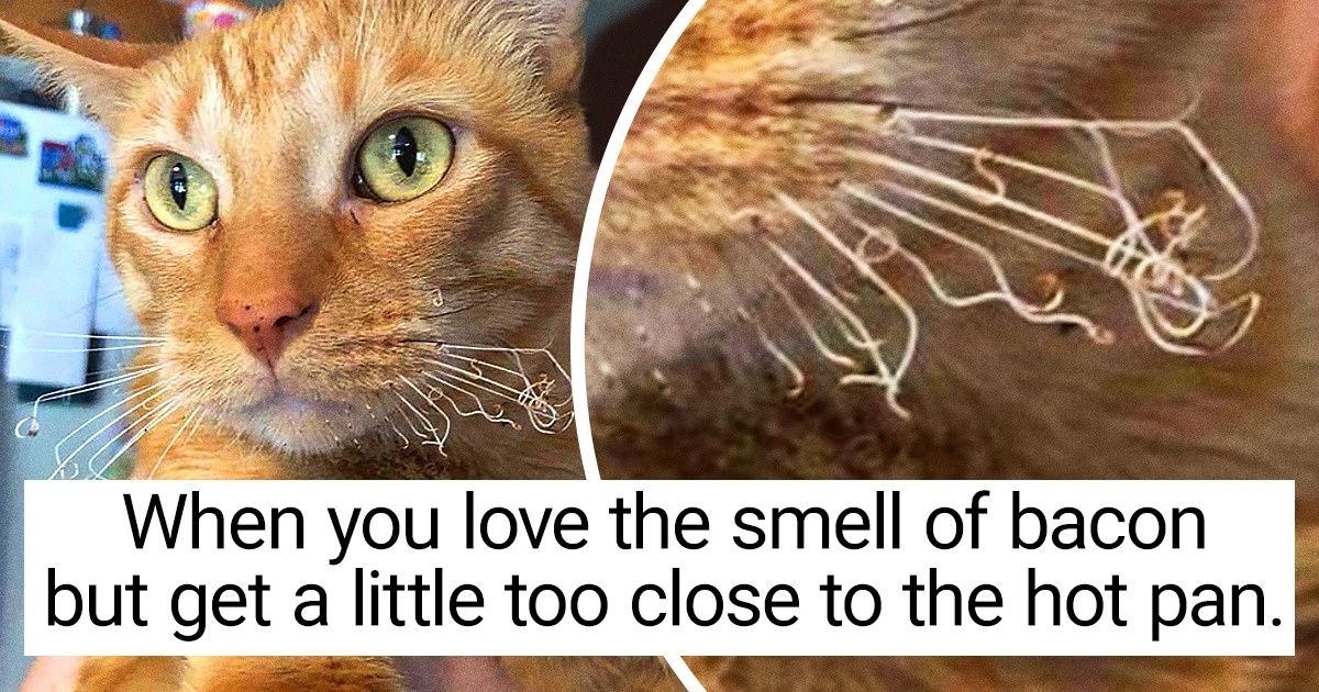 14 Pics That Prove Our Pets Have Bad Days Too 14 Pics That Prove Our Pets Have Bad Days Too