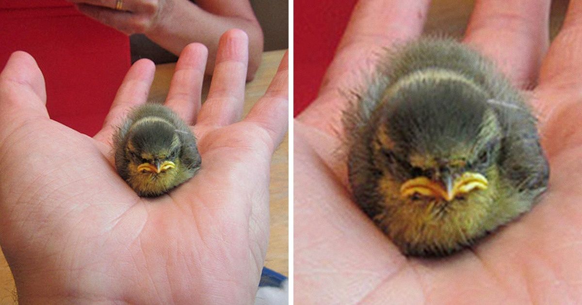 22 Animals That Look So Angry, They’re Cute / Bright Side