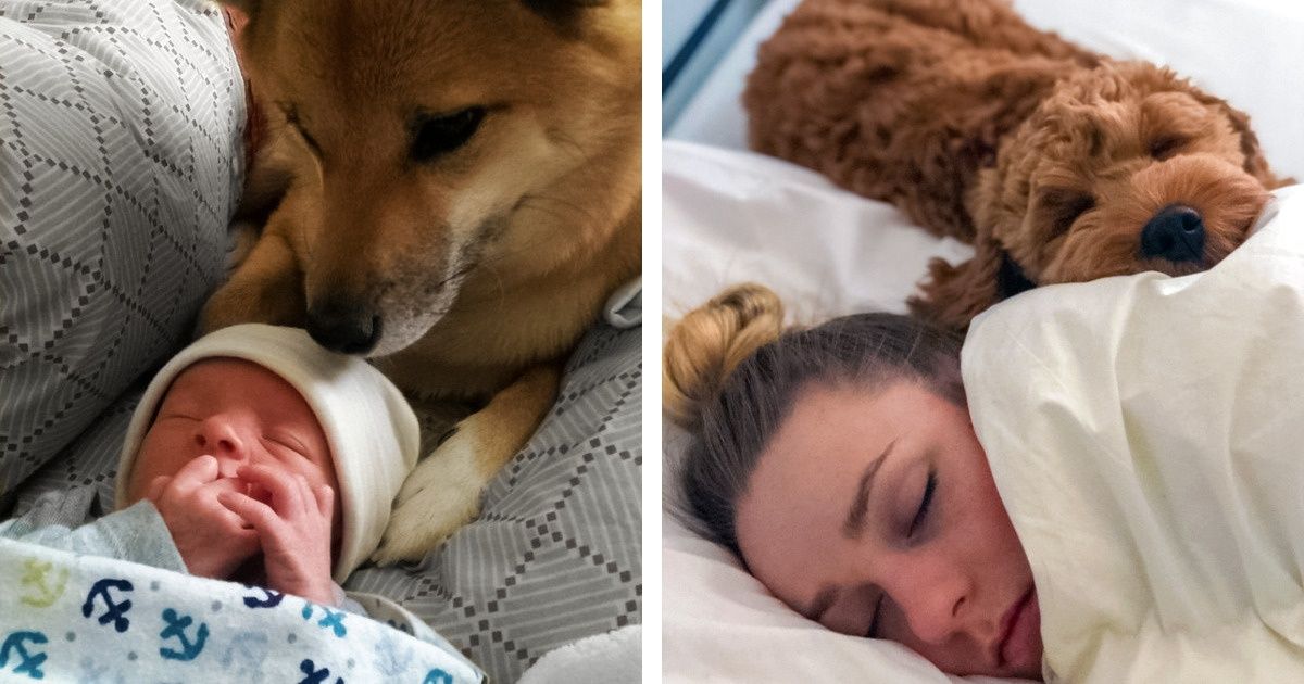 20+ Heart-Stirring Photos About the Deep Love Animals Are Happy to Give 20+ Heart-Stirring Photos About the Deep Love Animals Are Happy to Give
