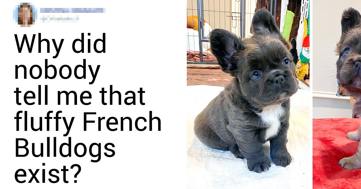 20 Photos That Might Push You to Get a Dog Right Now 20 Photos That Might Push You to Get a Dog Right Now